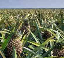 Ananas je bobica ili plod? Opis i korisna svojstva ananasa. Kako odabrati pravu ananas?