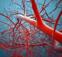 Anatomski pregled: koja tkiva su bez krvnih žila