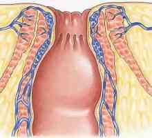 Anatomska struktura ljudskog anusa