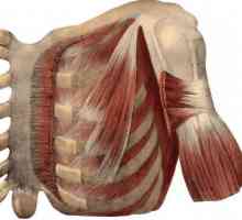 Ljudska anatomija: subklavski mišić