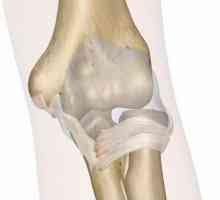 Anatomija koljenastog zgloba, struktura, funkcije