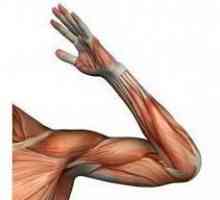 Anatomija. Kružni zglob: struktura, ligamenti, mišići i funkcije