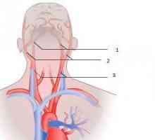 Anatomija. Uobičajena karotidna arterija