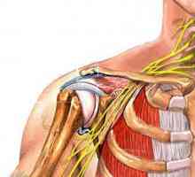 Anatomija ramena. Struktura i funkcija ramena