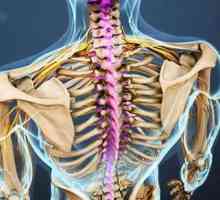 Anatomija cervikalne kralježnice, strukture i funkcije