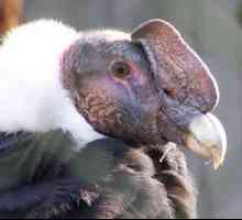 Andski kondor: stanište, fotografija