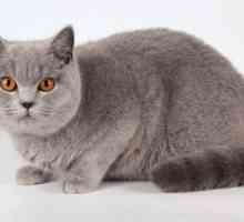 Engleski pasmine mačaka: fotografija s imenima i opisom