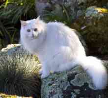 Angora mačka: fotografija, opis pasmine, priroda