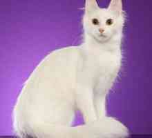 Angora mačka (turska angora): opis pasmine, prirode, osobitosti održavanja i njege