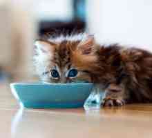 `Animonda`: hrana za mačke. Vrste, sastav, recenzije