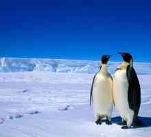 Antarktika: stanovništvo kopna. Ruske antarktičke stanice