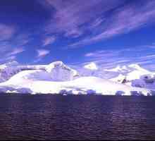 Антарктида: природа. Животный и растительный мир Антарктиды