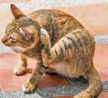 Antihistaminici za mačke: pregled i fotografija