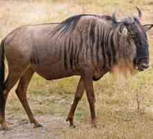 Antilope gnu - kakvu vrstu životinje? Kratak opis i način života