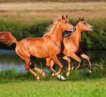 Arapski konj: fotografija, opis