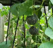 Lubenice u stakleniku od polikarbonata. Uzgoj lubenica