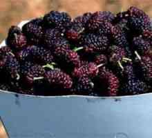 "Artsakh" je armenska votka. Mulberry, cornel vodka `Artsakh`: recenzije,…