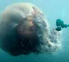 Arctic meduza - najveći meduza na svijetu