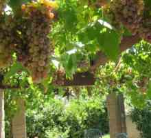Arched grožđe: opis sorte, uzgoj i njegu