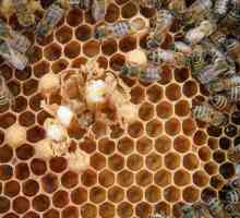 Ascosferoza pčela: prevencija i liječenje