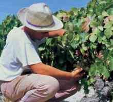 `Ataman` - grožđe za gurmane i vođe