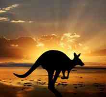 Australija, zanimljive činjenice - najviše planine, najveća rijeka i najopasnije životinje u…