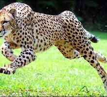 Azijski gepard: opis, fotografija