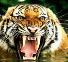 "Azijski tigar" - neslužbeni naziv za gospodarstva Južne Koreje, Singapur, Hong Kong i…