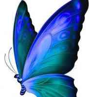Jedrilica Butterfly, opis, karakteristike vrsta