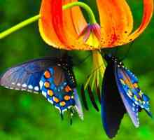 Leptiri svijeta. Imena leptira i njihov opis