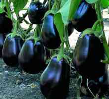 Eggplant Clorinda: recenzije