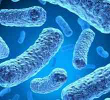 Bakposoza na mikroflori i osjetljivost na antibiotike: osnove za analizu, dekodiranje
