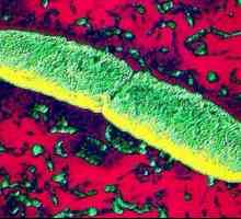 Bakterija "bolest bacila": opis, značajke i liječenje infekcije