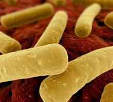 Bakterije Clostridium difficile