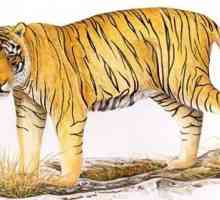 Балийский тигр - вымерший подвид