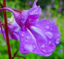 Balsamin (cvjetovi): sorte, opis, osobitosti uzgoja