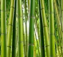 Bambuski stil - deka koja jača zdravlje