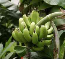 Banana s gastritisom: zabranjeno voće ili lijek?