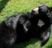 Baribal (crni medvjed): opis, izgled, značajke, stanište i zanimljive činjenice