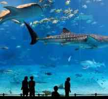 Barcelona, ​​akvarij - putovanje u podvodni svijet