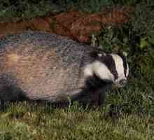 Badgerove masti: ljekovita svojstva, značajke uporabe i kontraindikacije
