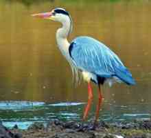 Fable `Crane and heron`: zemljište, moralnost, tumačenje