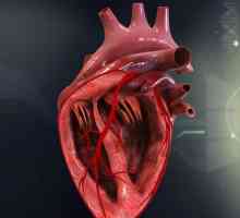 Butmotropički učinak na srčanu fiziologiju