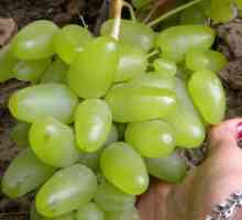 Bazhena - grožđe s nevjerojatnim osobinama