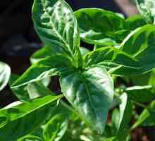 Zelena bosiljka: sorte, kultiviranje, korisna svojstva