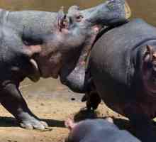 Hipopotamus i konjopotamusi: razlike i sličnosti tih sisavaca