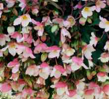 Begonia ampelnaya: fotografija, slijetanje i skrb kod kuće