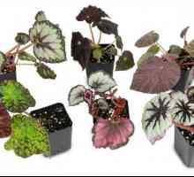 Soba Begonia: vrsta, opis, fotografija, skrb i reprodukcija kod kuće