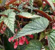 Begonia: rodno mjesto biljke. Begonija: sorte, fotografija