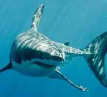 White Shark: stil života, zanimljive činjenice i stanište